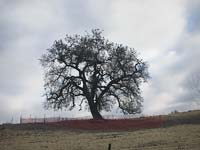 Oak tree